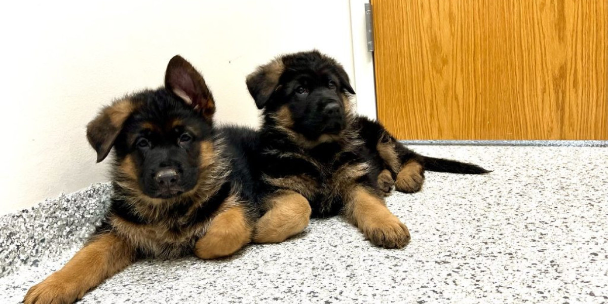 Reinrassiger Schäferhund: Alles, was Sie wissen müssen