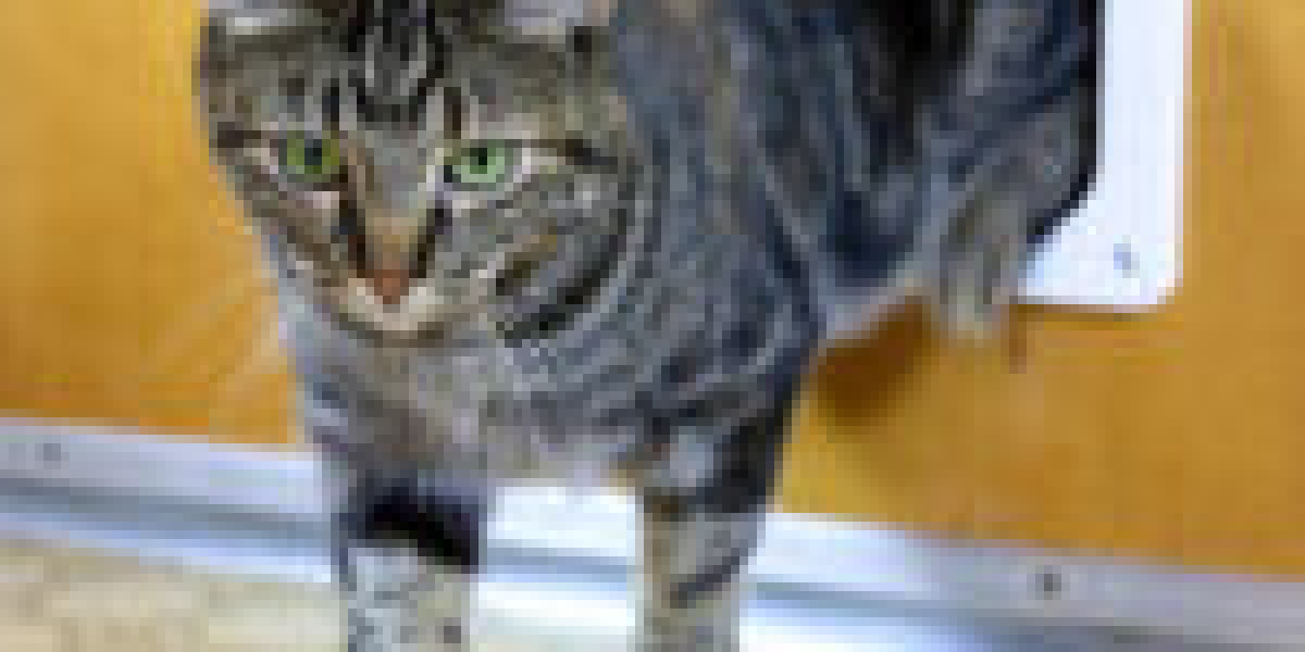 Avoid Making This Fatal Mistake On Your Cat Door Placement